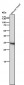 Anti-Caspase-6 Rabbit Monoclonal Antibody