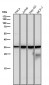 Anti-Caspase-6 Rabbit Monoclonal Antibody