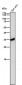 Anti-Caspase-6 Rabbit Monoclonal Antibody