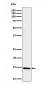 Anti-Histone H2B (formyl K116) Rabbit Monoclonal Antibody