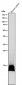 Anti-Histone H2B (formyl K116) Rabbit Monoclonal Antibody