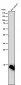 Anti-Histone H2B (formyl K116) Rabbit Monoclonal Antibody