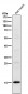 Anti-Histone H2B (acetyl K16) Rabbit Monoclonal Antibody