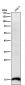 Anti-Histone H2B (acetyl K16) Rabbit Monoclonal Antibody