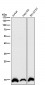 Anti-Histone H2B (acetyl K16) Rabbit Monoclonal Antibody