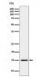 Anti-Histone H3 (mono methyl K14) Rabbit Monoclonal Antibody
