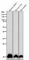 Anti-Histone H3 (mono methyl K14) Rabbit Monoclonal Antibody