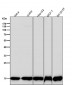 Anti-Histone H3 (mono methyl K14) Rabbit Monoclonal Antibody