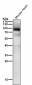 Anti-Phospho-PKC alpha (T497) Rabbit Monoclonal Antibody