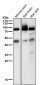 Anti-Phospho-PKC alpha (T497) Rabbit Monoclonal Antibody