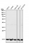 Anti-Histone H3 (tri methyl K27) Rabbit Monoclonal Antibody