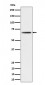 Anti-Phospho-P70 S6 Kinase beta (S371) Rabbit Monoclonal Antibody