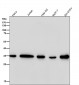 Anti-FRG1 Rabbit Monoclonal Antibody