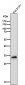 Anti-FRG1 Rabbit Monoclonal Antibody
