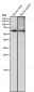 Anti-Phospho-CRMP2 (T514) Rabbit Monoclonal Antibody