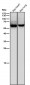 Anti-Phospho-CRMP2 (T514) Rabbit Monoclonal Antibody