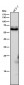 Anti-Phospho-CRMP2 (T514) Rabbit Monoclonal Antibody