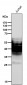 Anti-SYPL1 Rabbit Monoclonal Antibody