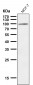 Anti-USP5 Rabbit Monoclonal Antibody