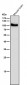 Anti-USP5 Rabbit Monoclonal Antibody