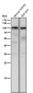 Anti-USP5 Rabbit Monoclonal Antibody