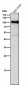 Anti-USP5 Rabbit Monoclonal Antibody