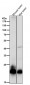 Anti-RAC3 Rabbit Monoclonal Antibody