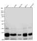 Anti-RAC3 Rabbit Monoclonal Antibody