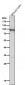 Anti-UBF1 Rabbit Monoclonal Antibody