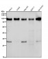 Anti-UBF1 Rabbit Monoclonal Antibody