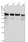 Anti-Phospho-UBF1 (S484) Rabbit Monoclonal Antibody