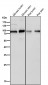 Anti-Phospho-UBF1 (S484) Rabbit Monoclonal Antibody