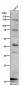 Anti-SDHC Rabbit Monoclonal Antibody