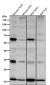 Anti-SDHC Rabbit Monoclonal Antibody