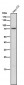 Anti-Phospho-PKC delta (Y311) Rabbit Monoclonal Antibody