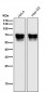 Anti-PICALM Rabbit Monoclonal Antibody