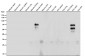 Anti-Phospho-VAV1 (Y174) Rabbit Monoclonal Antibody