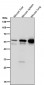 Anti-Lyn Rabbit Monoclonal Antibody