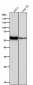 Anti-Lyn Rabbit Monoclonal Antibody