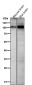 Anti-Phospho-AMPA Receptor 1 (S831) Rabbit Monoclonal Antibody