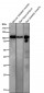 Anti-Phospho-AMPA Receptor 1 (S831) Rabbit Monoclonal Antibody