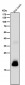 Anti-C Reactive Protein Rabbit Monoclonal Antibody