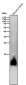 Anti-Phospho-Phospholamban (S16) Rabbit Monoclonal Antibody