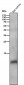 Anti-Phospho-Phospholamban (S16) Rabbit Monoclonal Antibody