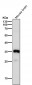 Anti-Phospho-Nucleophosmin (S125) Rabbit Monoclonal Antibody