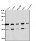 Anti-Phospho-Nucleophosmin (S125) Rabbit Monoclonal Antibody