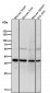 Anti-TIM50 Rabbit Monoclonal Antibody