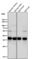 Anti-TIM50 Rabbit Monoclonal Antibody