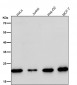 Anti-MRPL11 Rabbit Monoclonal Antibody