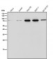 Anti-ERp72 Rabbit Monoclonal Antibody